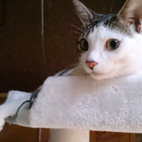 4にゃんまま 会員画像