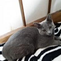 ねこのメリー 会員画像