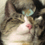 ふくてる