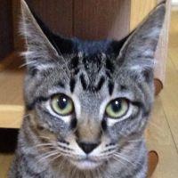 mimimikan 会員画像