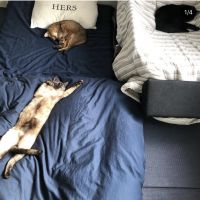 3猫ママ 会員画像