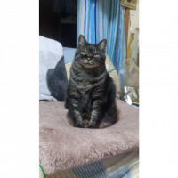 にゃんれもん 会員画像