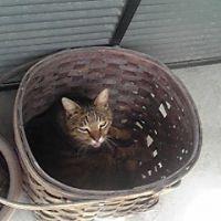つなで 会員画像