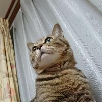 マロニャン 会員画像
