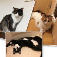 ガーディアンズ 会員画像