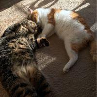 るりたま 会員画像