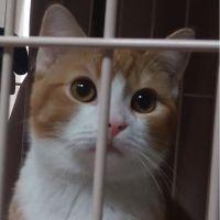 猫又女 会員画像