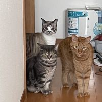 あぁこさん