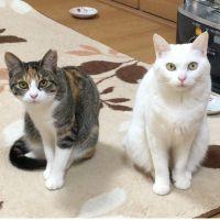 リンニビ 会員画像