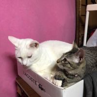 にゃんたろう2 会員画像