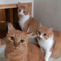 ねこ窓ハウス 会員画像