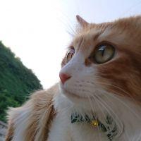 にゃんコタロー 会員画像