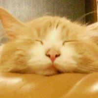 ねこみるく 会員画像