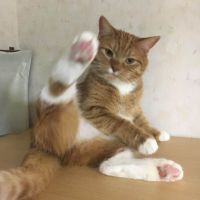 ゴンチャロフさん