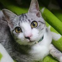 とかげわに 会員画像