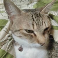 猫散歩 会員画像