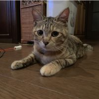 ももゆり 会員画像