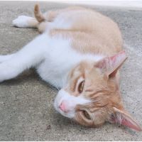 さっちー(動物好き) 会員画像