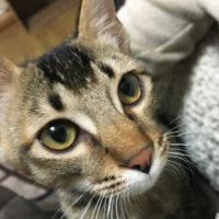 えくぼ兄弟 会員画像