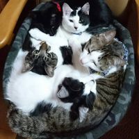 会員画像