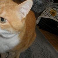 よっきゅん 会員画像