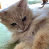 ねこすこすこ人間さん