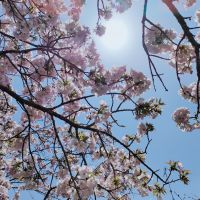 そらそーめん 会員画像