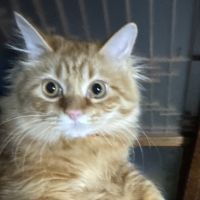 いけだのもりさん