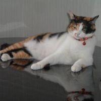 さとぽん 会員画像