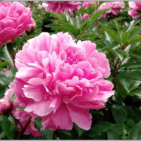 きゅうさん 会員画像