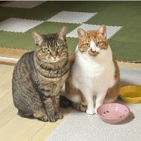 はちときなこ 会員画像
