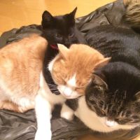 ねこトラマンさん