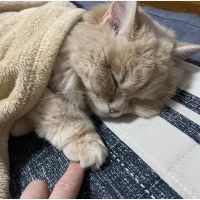 おはぎちゃーんさん