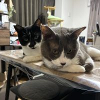 天と百の親さん