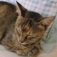 くるボン 会員画像