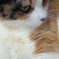 こばこ 会員画像