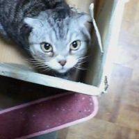 猫の国のしもべ 会員画像