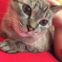 たこがわさん 会員画像