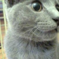 塩さば 会員画像