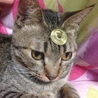 だに 会員画像