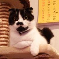 ネコサン 会員画像