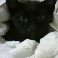 はるねこ 会員画像