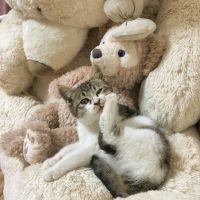 いずにゃん 会員画像