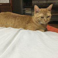 キナちゃん 会員画像