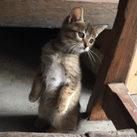 さくらฅ^ΦωΦ^ฅ 会員画像