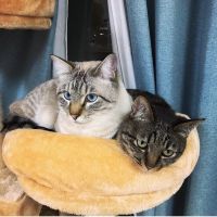 みわきょこ 会員画像