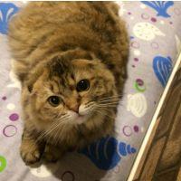 みゅーのママン