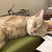 会員画像