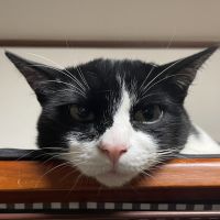 河内猫 会員画像