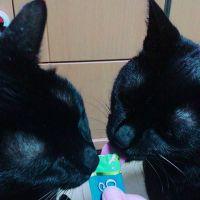 クロえもん 会員画像